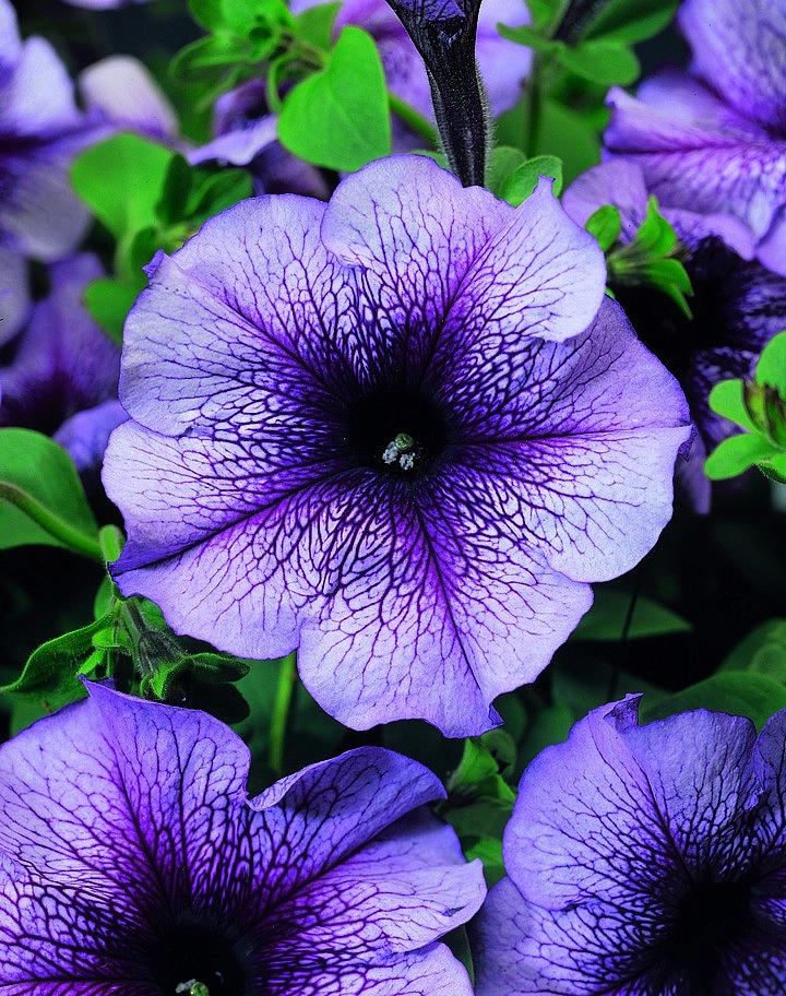 Петуния (сурфиния) гибридная 'Браво Блю Вейнд' (сиреневая)