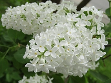 Сирень обыкновенная 'Снежный ком' (белая)