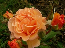 Роза 'Золотая осень' (парковая) (оранжевая)