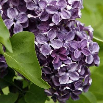 Сирень обыкновенная 'Сумерки' (фиолетовая)