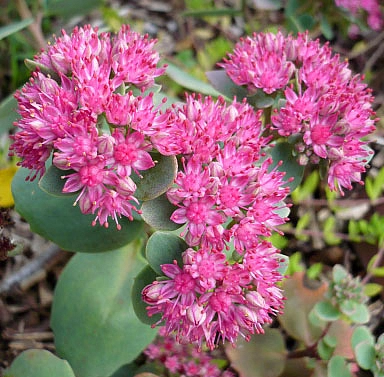 Седум гибридный (Очиток) 'Амбер Ред'