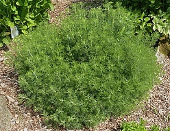 Полынь древовидная (божье дерево, полынь лекарственная)
