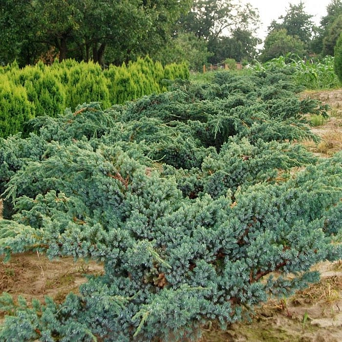 Можжевельник чешуйчатый 'Мейери'