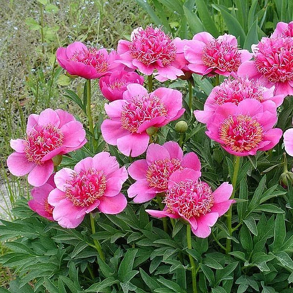 Пион Anemoneflora (Анемонефлора) - Южный сад