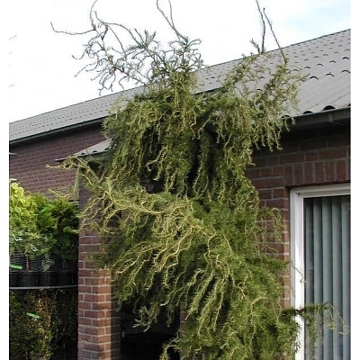 Лиственница европейская 'Хорстманн Рекурвед'