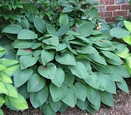 Хоста гибридная (вздутая, волнистая) 'Гиацинтина'