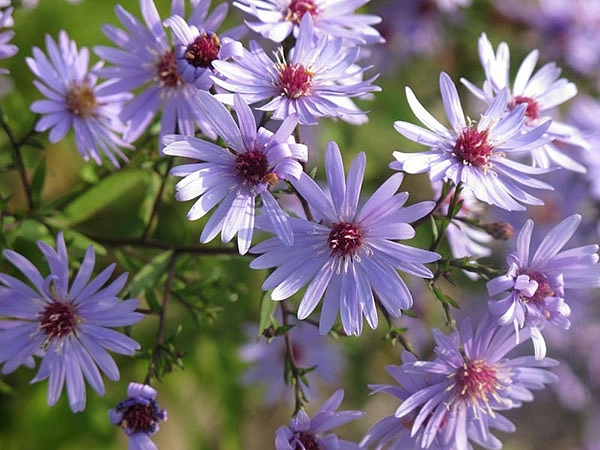 Астра сердцелистная 'Литл Карлоу' (пурпурная)