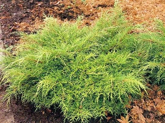 Можжевельник пфитцериана 'Олд Голд'
