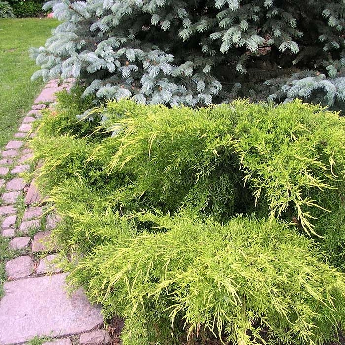 Можжевельник пфитцериана 'Олд Голд'