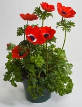 Анемона корончатая (Ветреница) 'Хармони Скарлет' (красная)