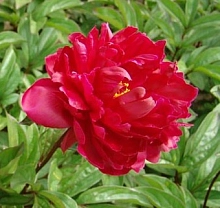 Пион молочноцветковый 'Мадам Годишо' (красно - малиновый)