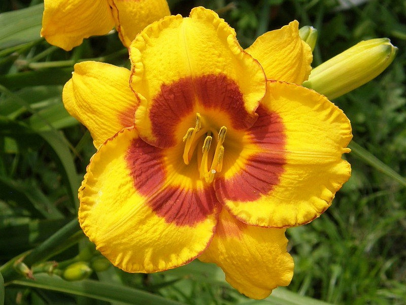 Лилейник гибридный 'Фулед Ми'