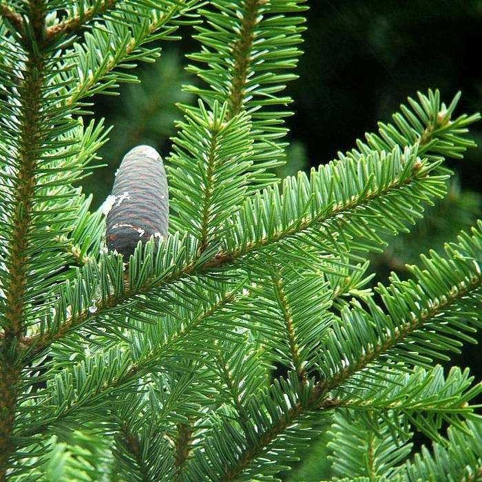 Пихта равночешуйчатая