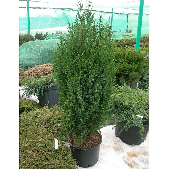 Можжевельник китайский 'Стрикта'