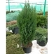 Можжевельник китайский 'Стрикта'