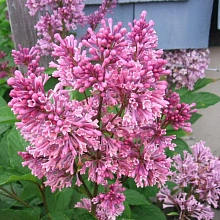 Сирень Престон (розовая)