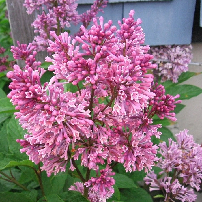 Сирень Престон (розовая)