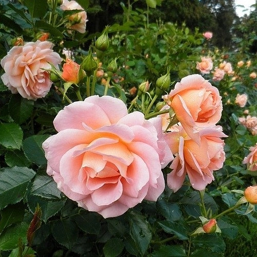 Роза 'Гейша' (флорибунда) (персиковая)