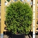 Туя западная 'Глобоза'