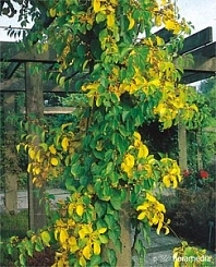 Древогубец круглолистный 'Геркулес'