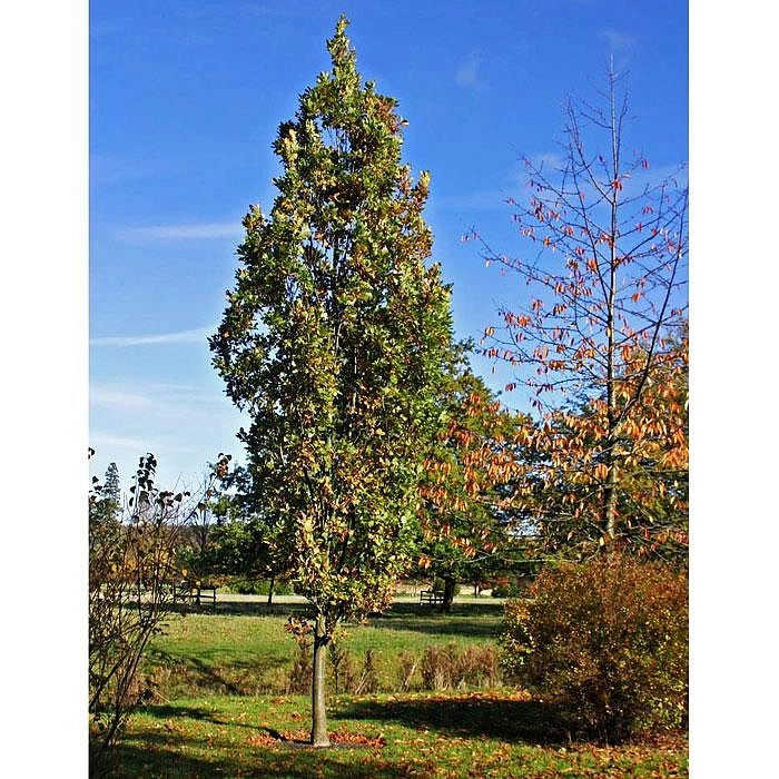 Дуб черешчатый 'Фастигиата'