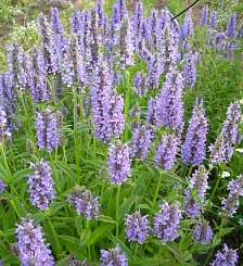 Котовник жильчатый 'Блю Мун', синий