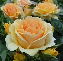 Роза 'Хансештадт Росток' (флорибунда) (абрикосово-оранжевая)