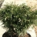 Можжевельник казацкий 'Вариегата'