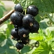 Смородина черная 'Чернавка'