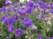 Герань гималайская 'Пленум'