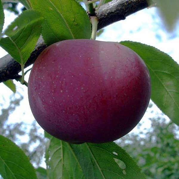 Алыча 'Подарок Друзьям'