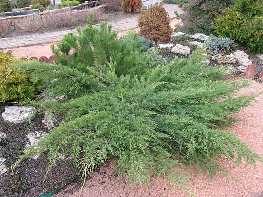 Можжевельник казацкий 'Там Но Блайт'