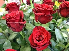 Роза 'Эксплорер' (чайно-гибридная) 