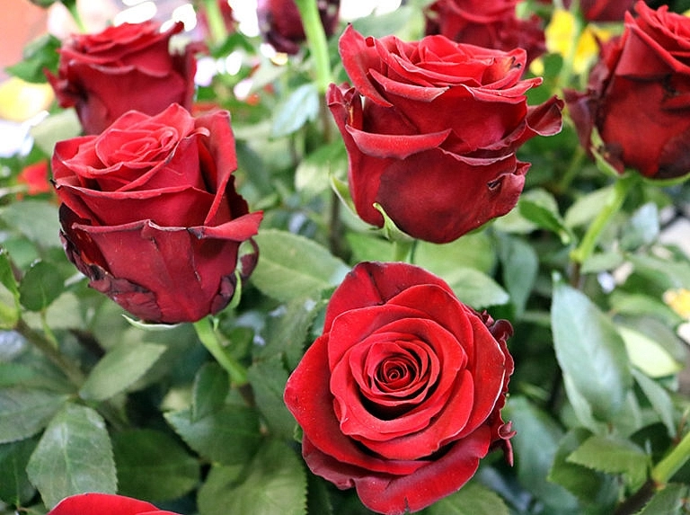 Роза 'Эксплорер' (чайно-гибридная) 