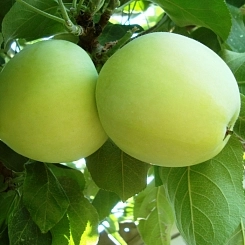 Яблоня домашняя 'Белый Налив' Яблоня домашняя 'Белый Налив'