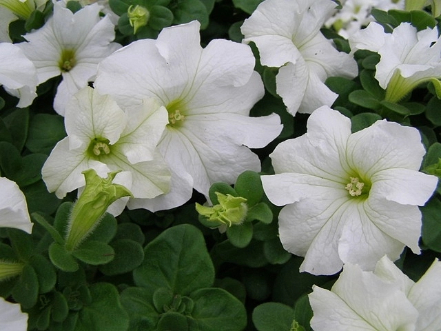 Петуния (сурфиния) гибридная 'Фалкон Уайт' (белая)