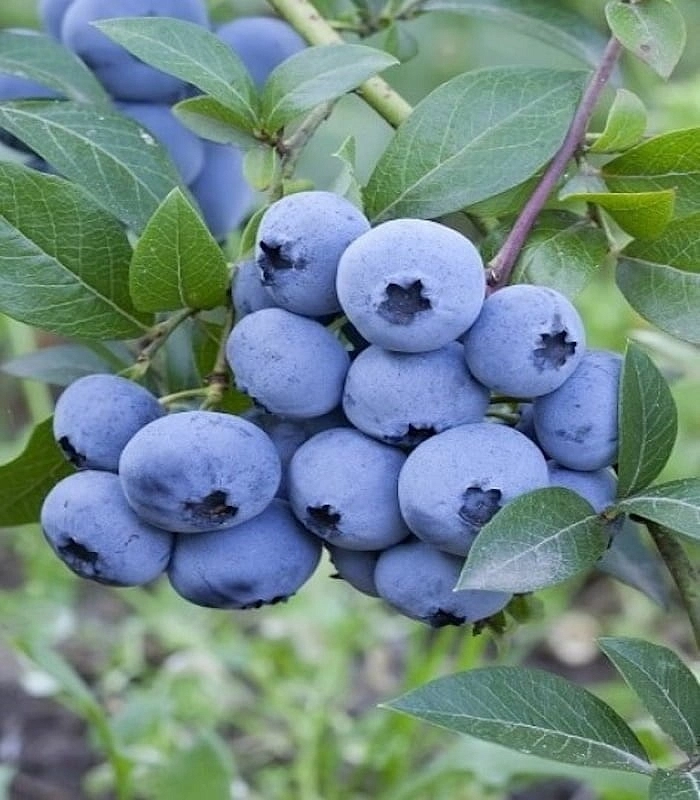 Голубика высокорослая 'Свит Харли'