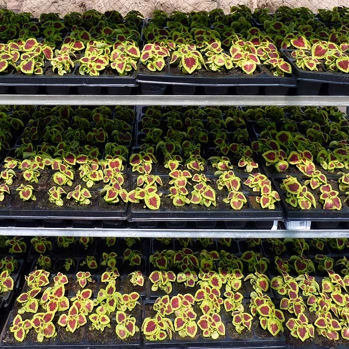 Колеус Блюме