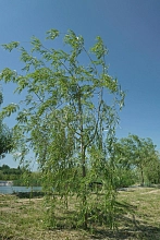 Ива 'Уникальная'