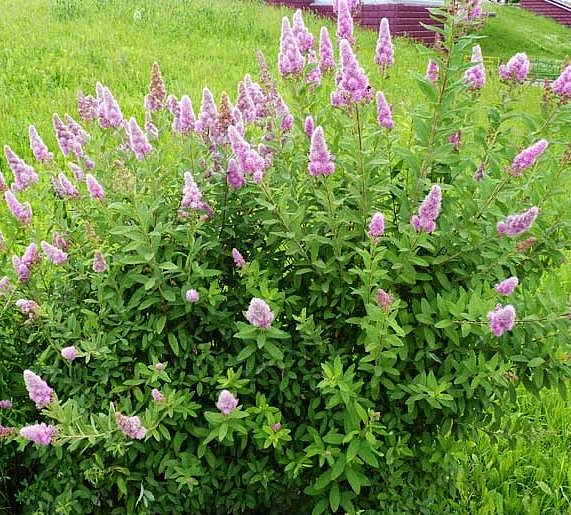 Спирея Дугласа