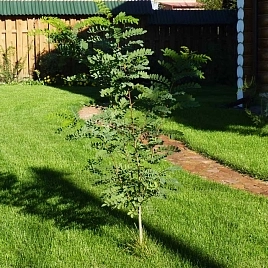 Робиния щетинистоволосистая