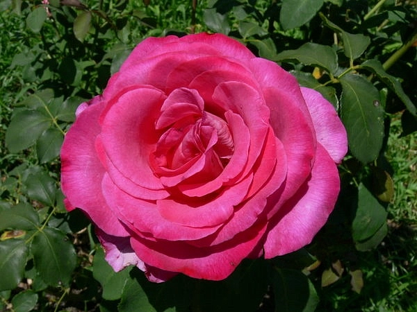 Роза 'Пароле' (чайно-гибридная) (фиолетово - розовая)