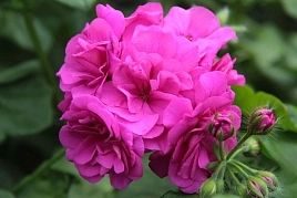 Пеларгония плющелистная 'Елис' (сиренево-малиновая)