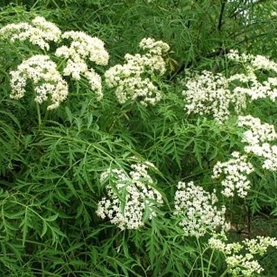 Бузина черная 'Лациниата'