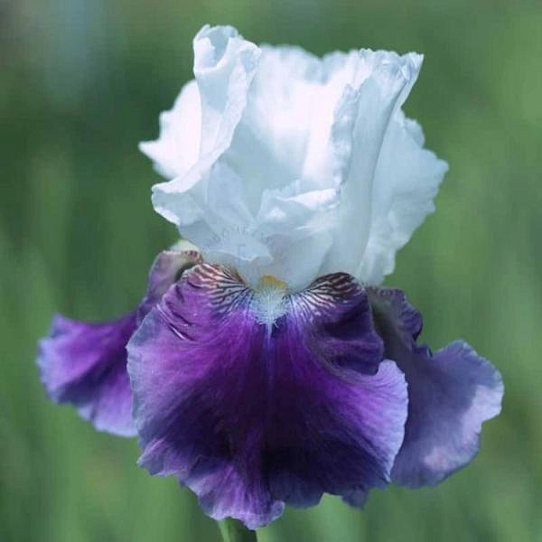 Ирис германский (бородатый) 'Сноумаунд' 