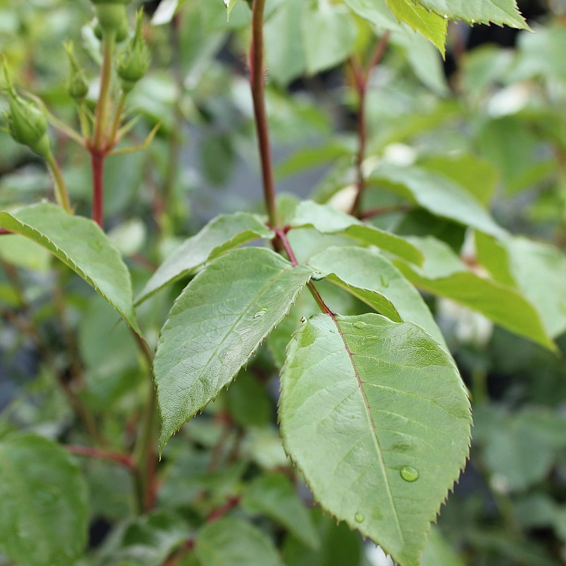 Роза 'Лемон Романтика' (флорибунда) (белая)