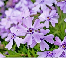 Флокс шиловидный 'Джи. Эф. Вилсон'