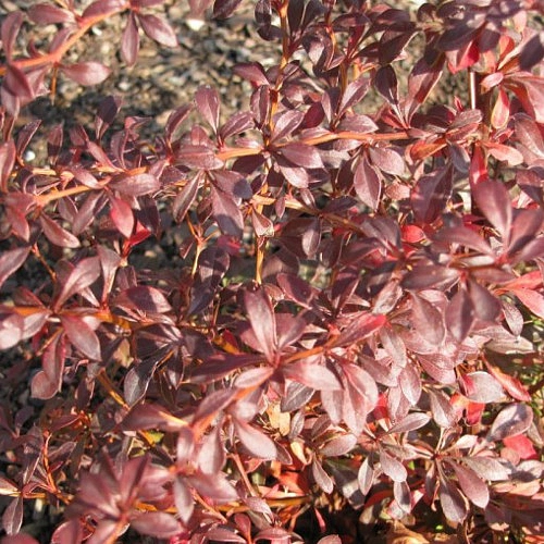 Барбарис Тунберга 'Оранж Дрим'