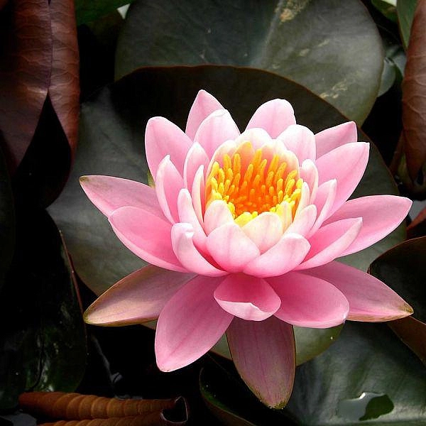 Кувшинка 'Фабиола'