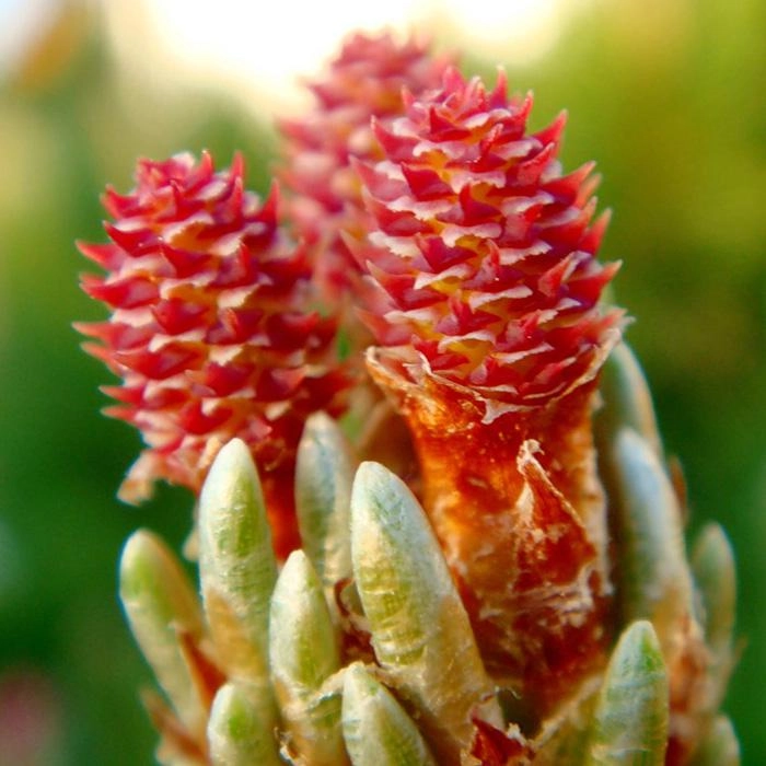 Сосна горная 'Пумилио'